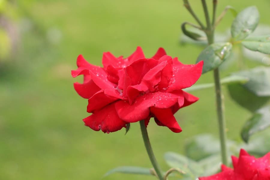 Zakir Hussain Rose Garden