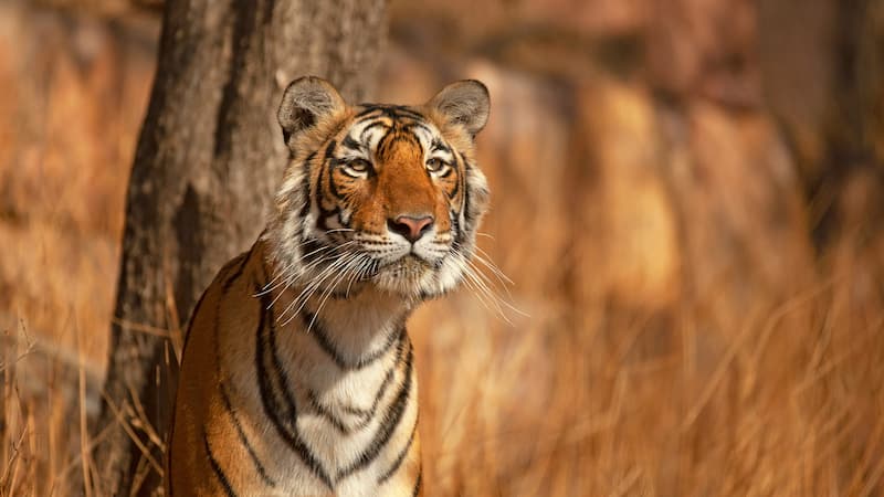 Ranthambhore National Park